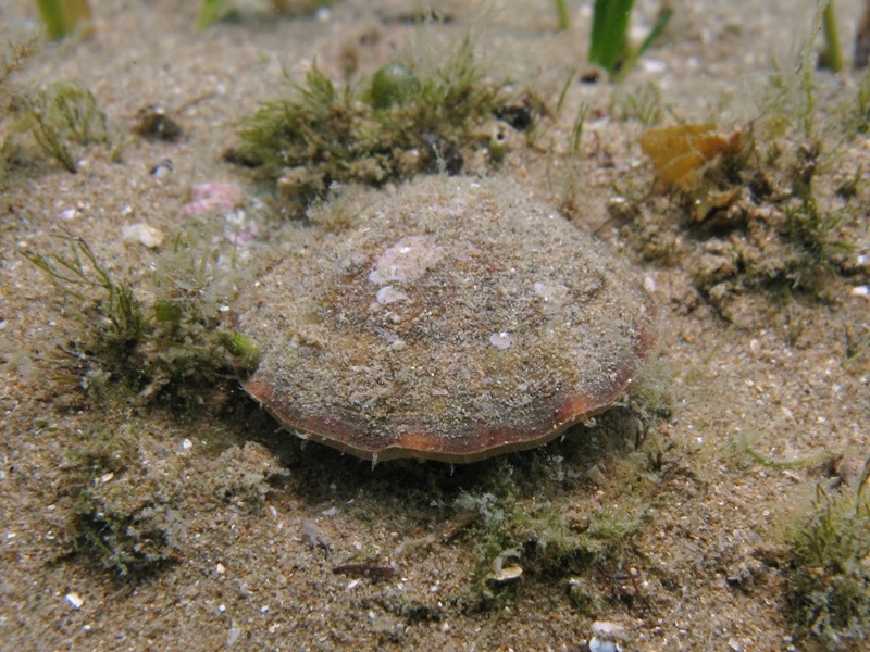 Muggia: aiuto identificazioni